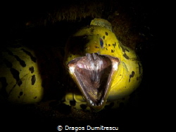Fimbriated Moray shouting:"Back off!" . Canon G12, Inon S... by Dragos Dumitrescu 